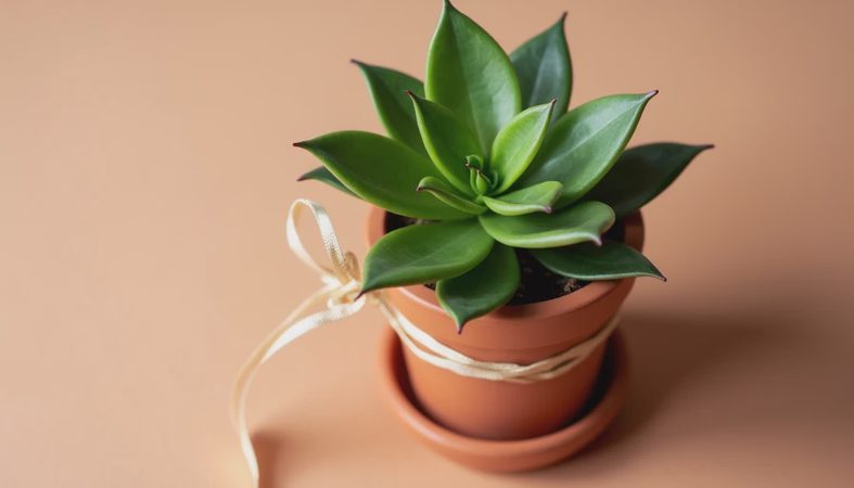 The Best Gift for House Opening Ceremony: Thoughtful Picks That Actually Work
